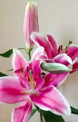 Ramo Flores Islandia, Ramo de Flores de Regalo a Domicilio, Envíos Florales Urgentes, Flores Urgentes a Domicilio, Floristería Online