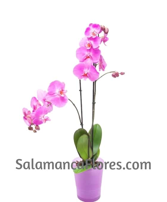 Planta Orquídea Rosa 2 Varas | Floristería oChos El Corte Inglés
