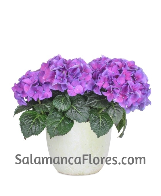 Planta Hortensia | Comprar Flores Online | Floristería oChos en El Corte  Inglés