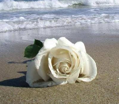 Rosas, ramo de rosas, enviar rosas, 12 rosas rojas, 12 rosas blancas, ramo rosas blancas, envio rosas a domicilio, rosas San Valentin, rosas San Jordi