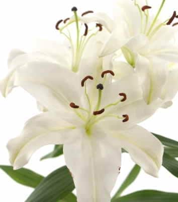 Ramos Flores Finlandia, Floristería Online, Arreglos Florales, Ramos de Flores para Regalar, Flores Blancas, Comprar Flores, Flores en Salamanca