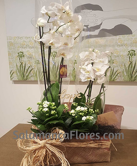 Composición de Orquídeas